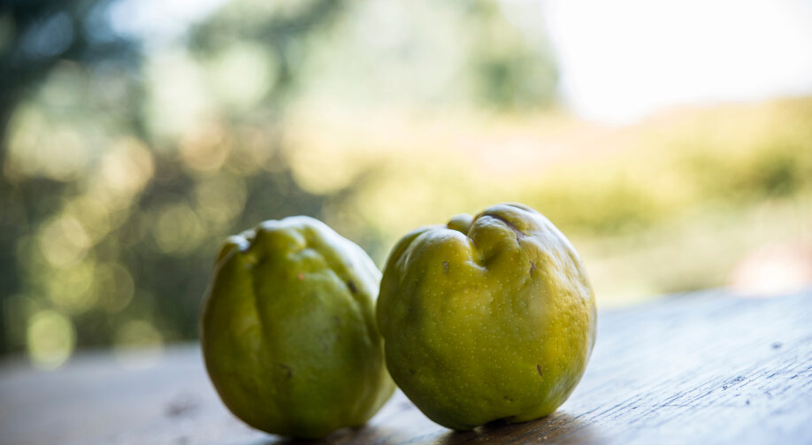 Pigwa – uprawa i pielęgnacja. Jak wygląda owoc?